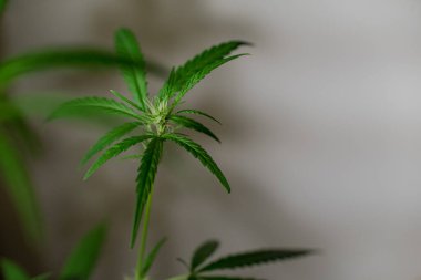 Esrar (İspanyolca marihuana, marihuana), kenevirden türetilmiş psikoaktif bir uyuşturucudur..