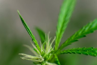 Esrar (İspanyolca marihuana, marihuana), kenevirden türetilmiş psikoaktif bir uyuşturucudur..