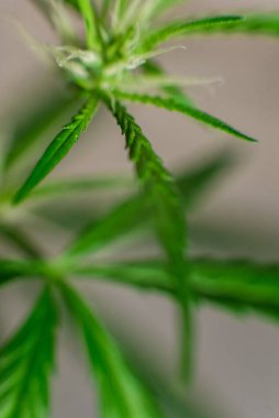 Esrar (İspanyolca marihuana, marihuana), kenevirden türetilmiş psikoaktif bir uyuşturucudur..