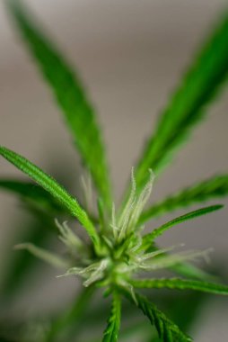 Esrar (İspanyolca marihuana, marihuana), kenevirden türetilmiş psikoaktif bir uyuşturucudur..