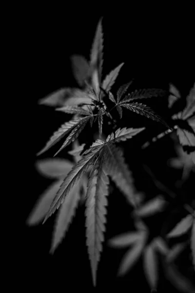 Esrar Spanyolca Marihuana Marihuana Kenevirden Türetilmiş Psikoaktif Bir Uyuşturucudur — Stok fotoğraf
