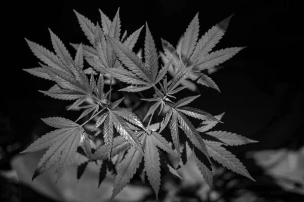 Marijuana Maconha Espanhola Maconha Nome Oficial Cannabis Uma Droga Psicoativa — Fotografia de Stock