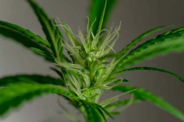 Marijuana Maconha Espanhola Maconha Nome Oficial Cannabis Uma Droga Psicoativa — Fotografia de Stock
