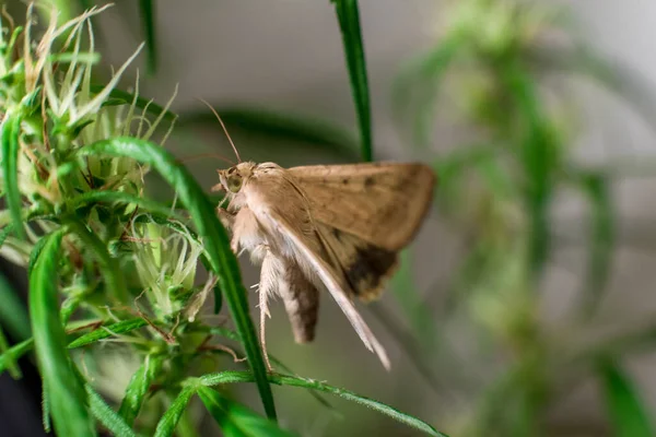 Marijuana Maconha Espanhola Maconha Nome Oficial Cannabis Uma Droga Psicoativa — Fotografia de Stock