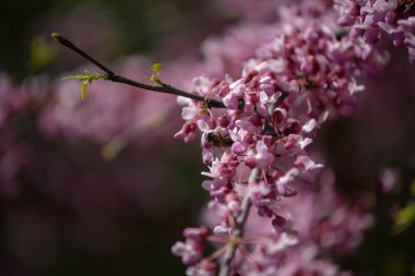 Sakura, erik alt familyasının çeşitli türleri olan 11 türün ortak adıdır ve genellikle küçük tırtıklı kiraz ağacını ifade eder..  