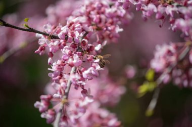 Sakura, erik alt familyasının çeşitli türleri olan 11 türün ortak adıdır ve genellikle küçük tırtıklı kiraz ağacını ifade eder..  