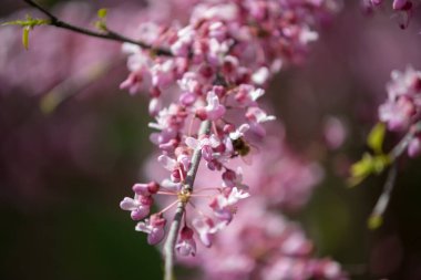 Sakura, erik alt familyasının çeşitli türleri olan 11 türün ortak adıdır ve genellikle küçük tırtıklı kiraz ağacını ifade eder..  
