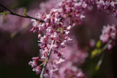 Sakura, erik alt familyasının çeşitli türleri olan 11 türün ortak adıdır ve genellikle küçük tırtıklı kiraz ağacını ifade eder..  
