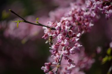 Sakura, erik alt familyasının çeşitli türleri olan 11 türün ortak adıdır ve genellikle küçük tırtıklı kiraz ağacını ifade eder..  