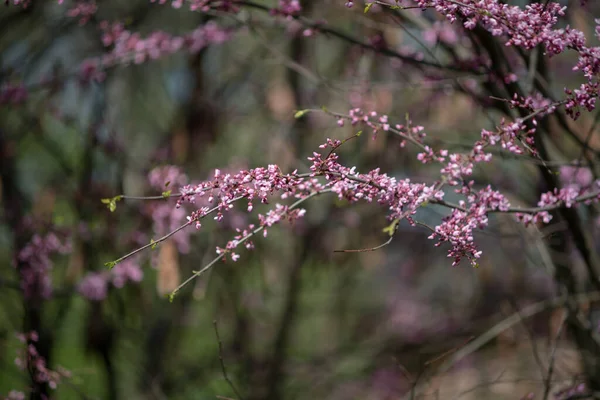 Sakura Ist Der Sammelname Von Arten Und Mehreren Baumarten Der — Stockfoto