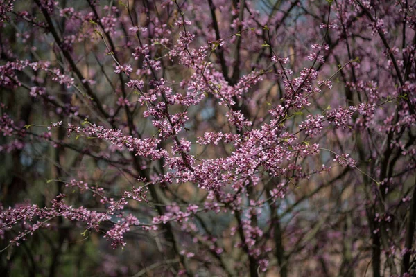 Sakura Este Numele Colectiv Specii Mai Multe Soiuri Arbori Din — Fotografie, imagine de stoc