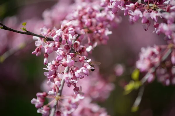 Sakura, erik alt familyasının çeşitli türleri olan 11 türün ortak adıdır ve genellikle küçük tırtıklı kiraz ağacını ifade eder..  