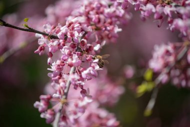 Sakura, erik alt familyasının çeşitli türleri olan 11 türün ortak adıdır ve genellikle küçük tırtıklı kiraz ağacını ifade eder..