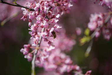 Sakura, erik alt familyasının çeşitli türleri olan 11 türün ortak adıdır ve genellikle küçük tırtıklı kiraz ağacını ifade eder..