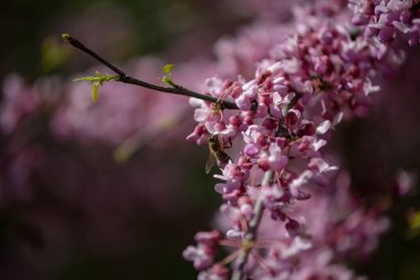 Sakura, erik alt familyasının çeşitli türleri olan 11 türün ortak adıdır ve genellikle küçük tırtıklı kiraz ağacını ifade eder..