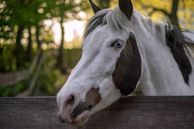 At dinlenirken gözün beyaz kısmı görülebiliyorsa göz bazen saksağan olarak adlandırılır. Bazen buna mavi gözlü göz denir..