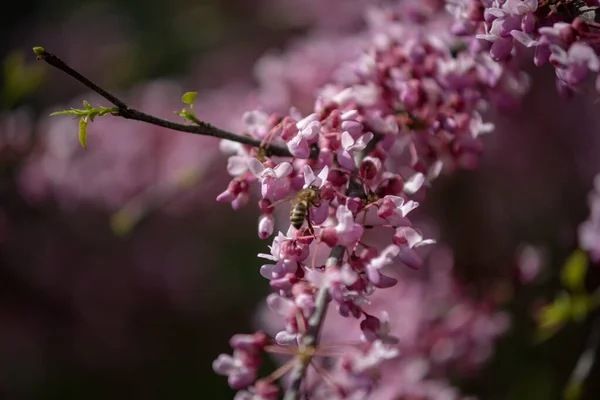 Sakura Ist Der Sammelname Von Arten Und Mehreren Baumarten Der — Stockfoto