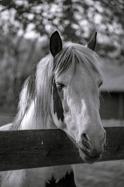 An eye is sometimes called a magpie when the white part of the eye is visible when the horse is at rest. Sometimes this is called the eye with a blue iris.