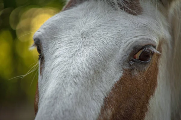 Ojo Veces Llama Urraca Cuando Parte Blanca Del Ojo Visible —  Fotos de Stock