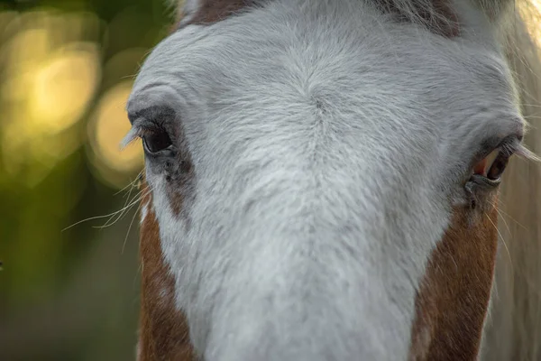 Ojo Veces Llama Urraca Cuando Parte Blanca Del Ojo Visible —  Fotos de Stock