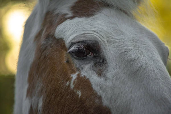 Ojo Veces Llama Urraca Cuando Parte Blanca Del Ojo Visible —  Fotos de Stock