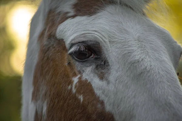 Ojo Veces Llama Urraca Cuando Parte Blanca Del Ojo Visible —  Fotos de Stock