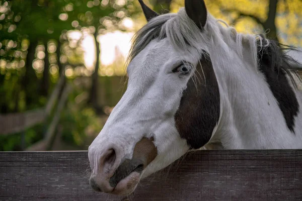 Ein Auge Wird Manchmal Als Elster Bezeichnet Wenn Der Weiße — Stockfoto