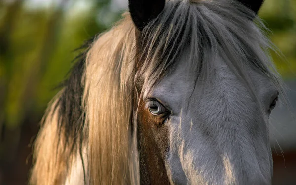 Ein Auge Wird Manchmal Als Elster Bezeichnet Wenn Der Weiße — Stockfoto