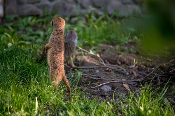 Meerkat Rather Small Representative Mongoose Coat Color Mammal Orange Brown — Stock Photo, Image