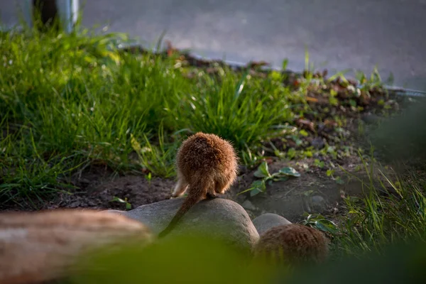 Meerkat Poměrně Malý Představitel Mangusta Barva Srsti Tohoto Savce Oranžově — Stock fotografie