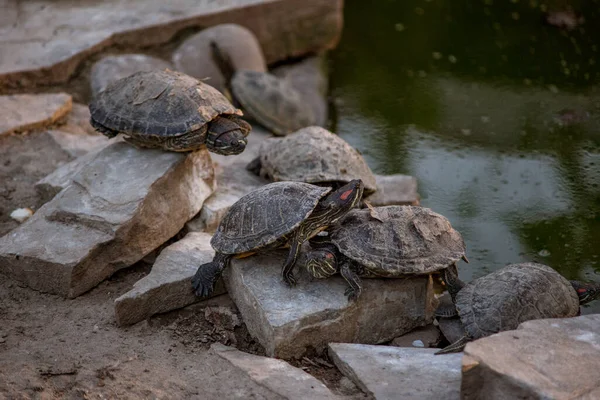 Slapen Schildpadden Stenen Dierentuin — Stockfoto