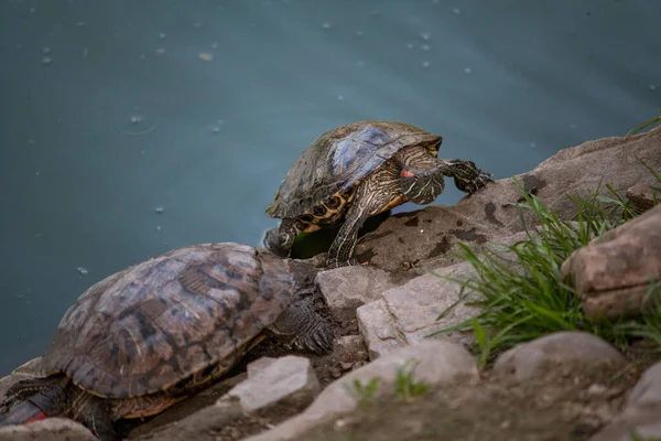 Schlafende Schildkröten Auf Den Steinen Zoo — Stockfoto