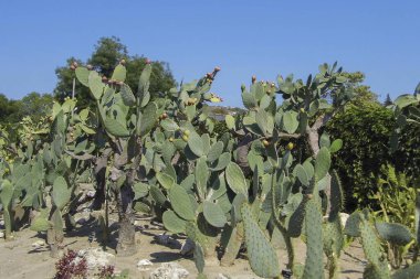 Kaktüsler Balchik, Bulgaristan Botanik bahçesinde.