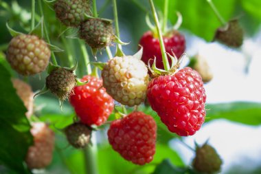 Güzel kırmızı ve olgun ahududular yeşil bir çalıda asılı, yaz güneşinde olgunlaşıyor..