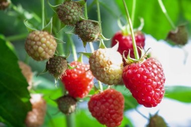 Güzel kırmızı ve olgun ahududular yeşil bir çalıda asılı, yaz güneşinde olgunlaşıyor..