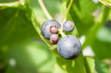 Makro terimlerle asmanın meyvesi..