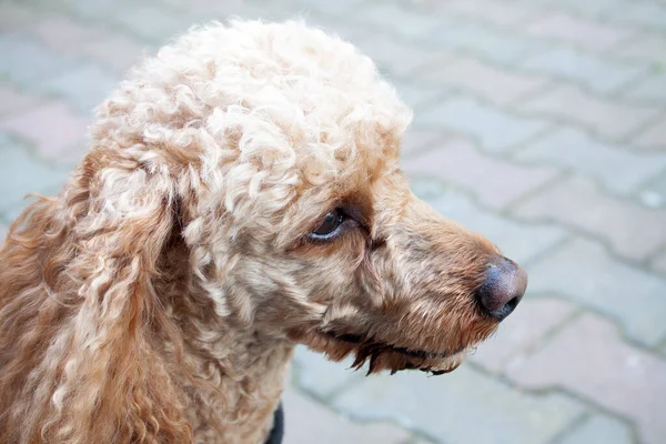 Primer Plano Una Cabeza Caniche Albaricoque Medio — Foto de Stock