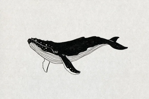 Ilustração da baleia — Fotografia de Stock