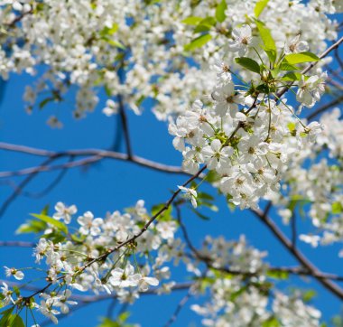 Elma ağacı dalı çiçekli mavi gökyüzü portre üzerinde