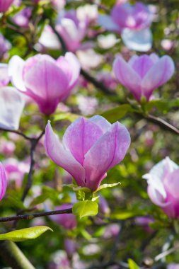 Güzel pembe Manolya çiçek blossom portre