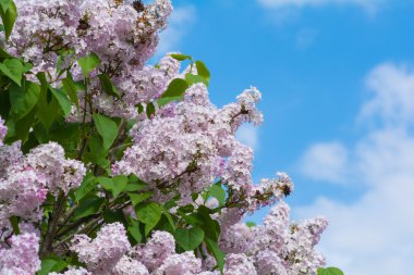 Güzel pembe Eflatun çiçekler çiçek mavi gökyüzü üzerinde