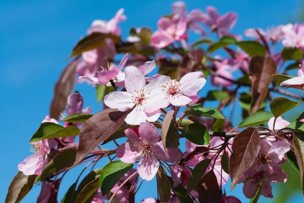 Piękny sakura różowe kwiaty kwitnąć zbliżenie — Zdjęcie stockowe