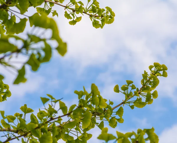 Ветка гинкго со свежими листьями — стоковое фото