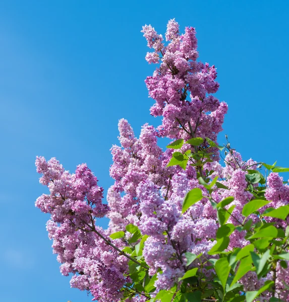Lindas flores cor-de-rosa lilás florescem sobre o céu azul — Fotografia de Stock