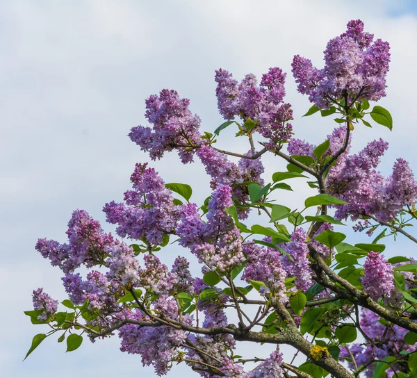 Lindas flores cor-de-rosa lilás florescem sobre o céu azul — Fotografia de Stock