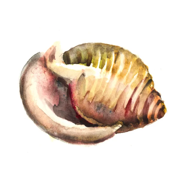 Aquarel shell — Stockvector