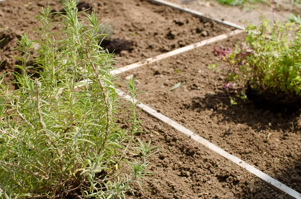 Planting herbs on garden — Stock Photo, Image