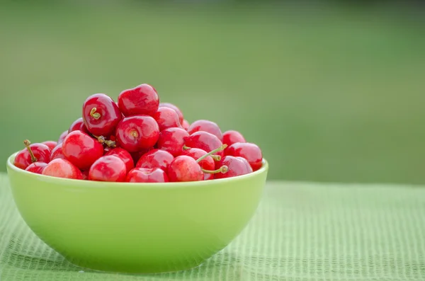 Juicy cherry on garden – stockfoto