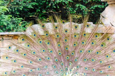 Hint Tavuskuşu (Pavo Kristali)