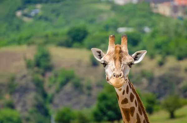 Giraffe in zoo Prague — Stock Photo, Image